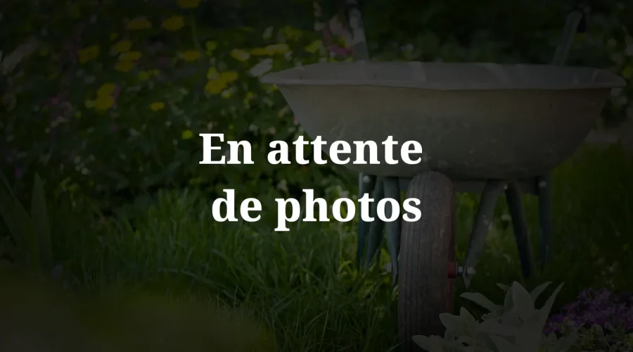 En attente de photo cover (1)-petite